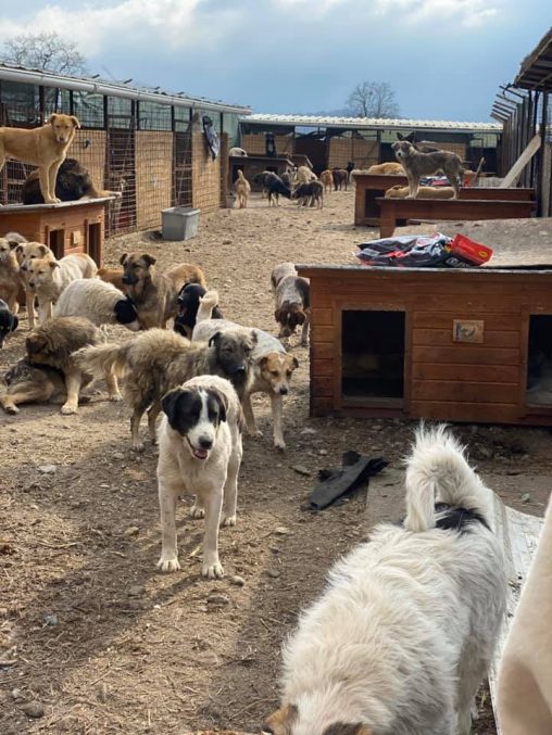 Åben strategi Blive skør Rumænskehunde.dk – Hjælp til Marias rumænske gadehunde